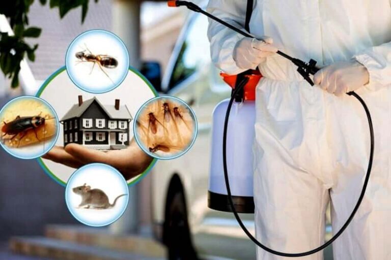 The Role and Evolution of Pest Control Services